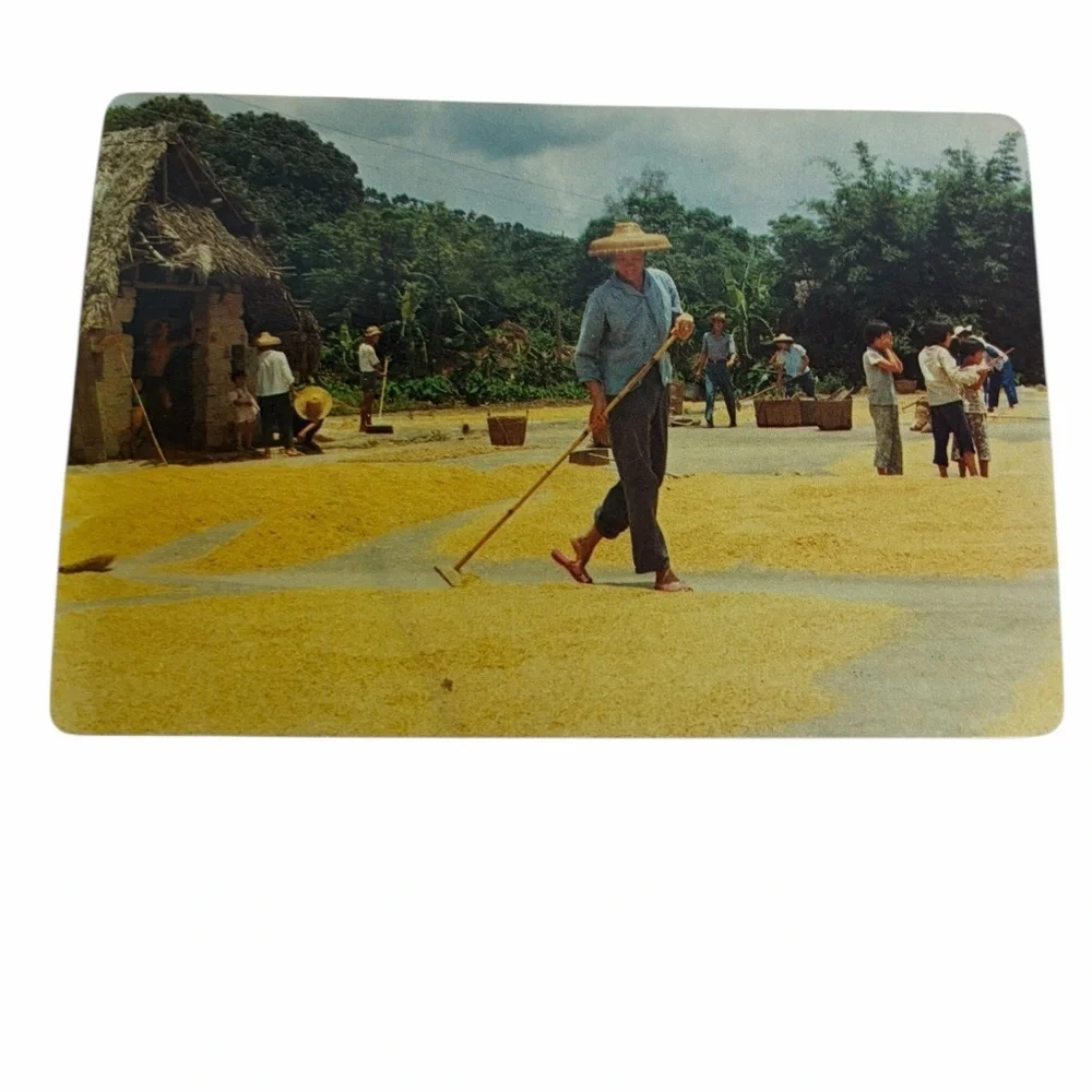 Vintage Rural Rice Harvest Scene Photo Card | Asian Village Grain Drying